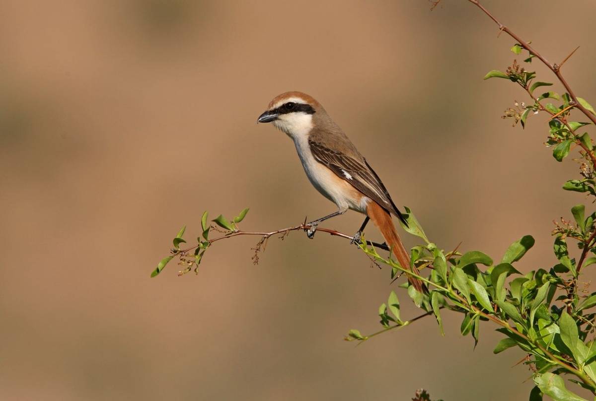 Turkestan Shrike