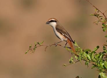 Spring Birding in Kuwait