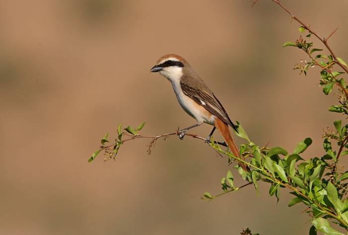 Turkestan Shrike