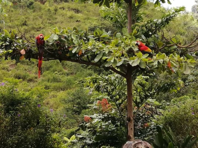 lapazul-retreat-parrots.jpg