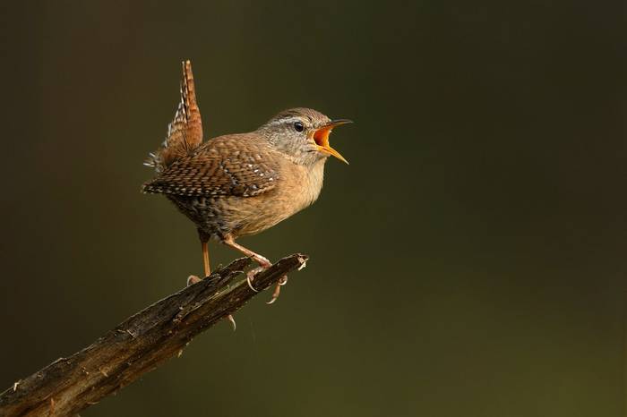Wren shutterstock_387790030.jpg