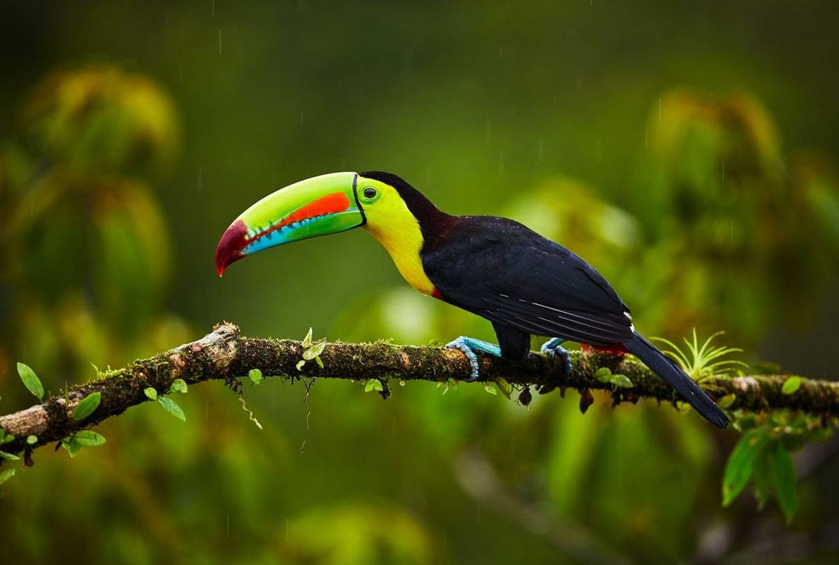 Keel Billed Toucan Shutterstock 1012681942