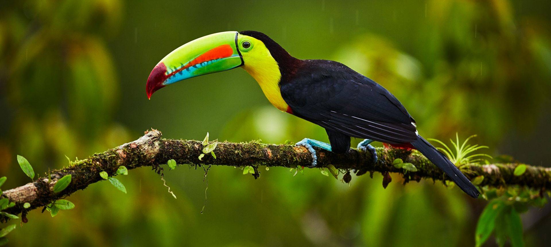 Keel Billed Toucan Shutterstock 1012681942
