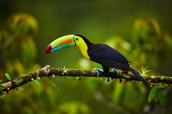 Keel Billed Toucan Shutterstock 1012681942