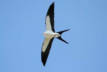 Swallow-tailed Kite shutterstock_50171074.jpg