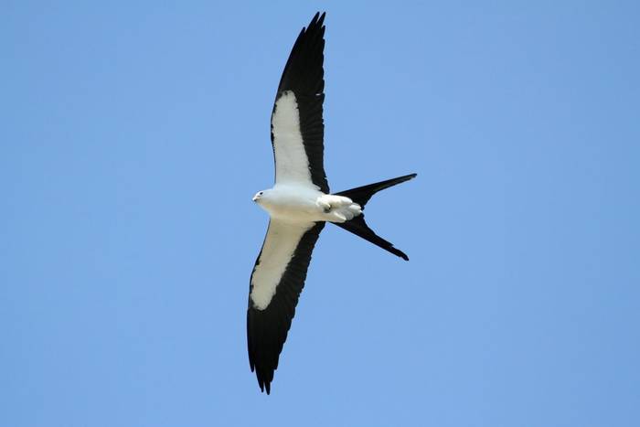 Swallow-tailed Kite shutterstock_50171074.jpg