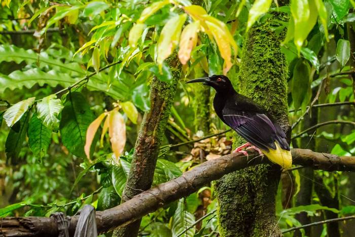 Twelve-wired Bird of Paradise, Papua New Guinea shutterstock_646269940.jpg