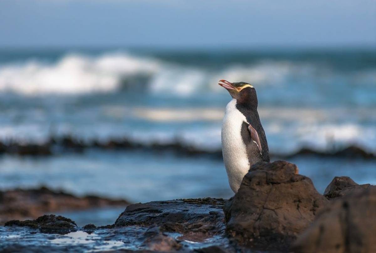 Yellow-eyed Penguin