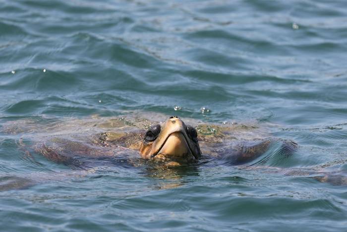 Loggerhead Sea Turtle (Caretta caretta) © participant Simon Bunker, April 2025 tour