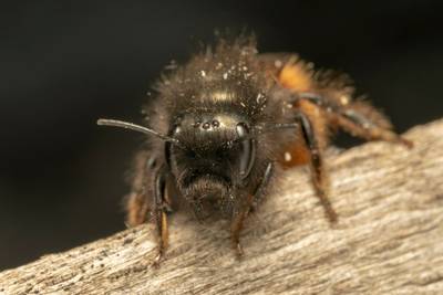 Discovery of European Orchard Bee (Osmia cornuta) in my Cheltenham garden