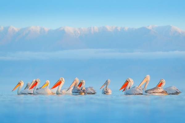 Pelicans, lake Kerkini, Greece shutterstock_1314513275.jpg