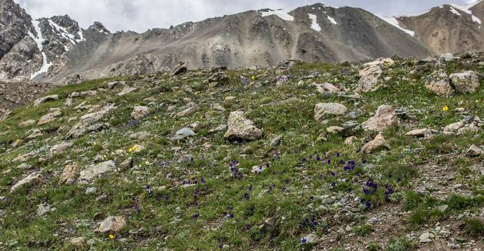 Viola, Kyrgyzstan shutterstock_1418477024.jpg