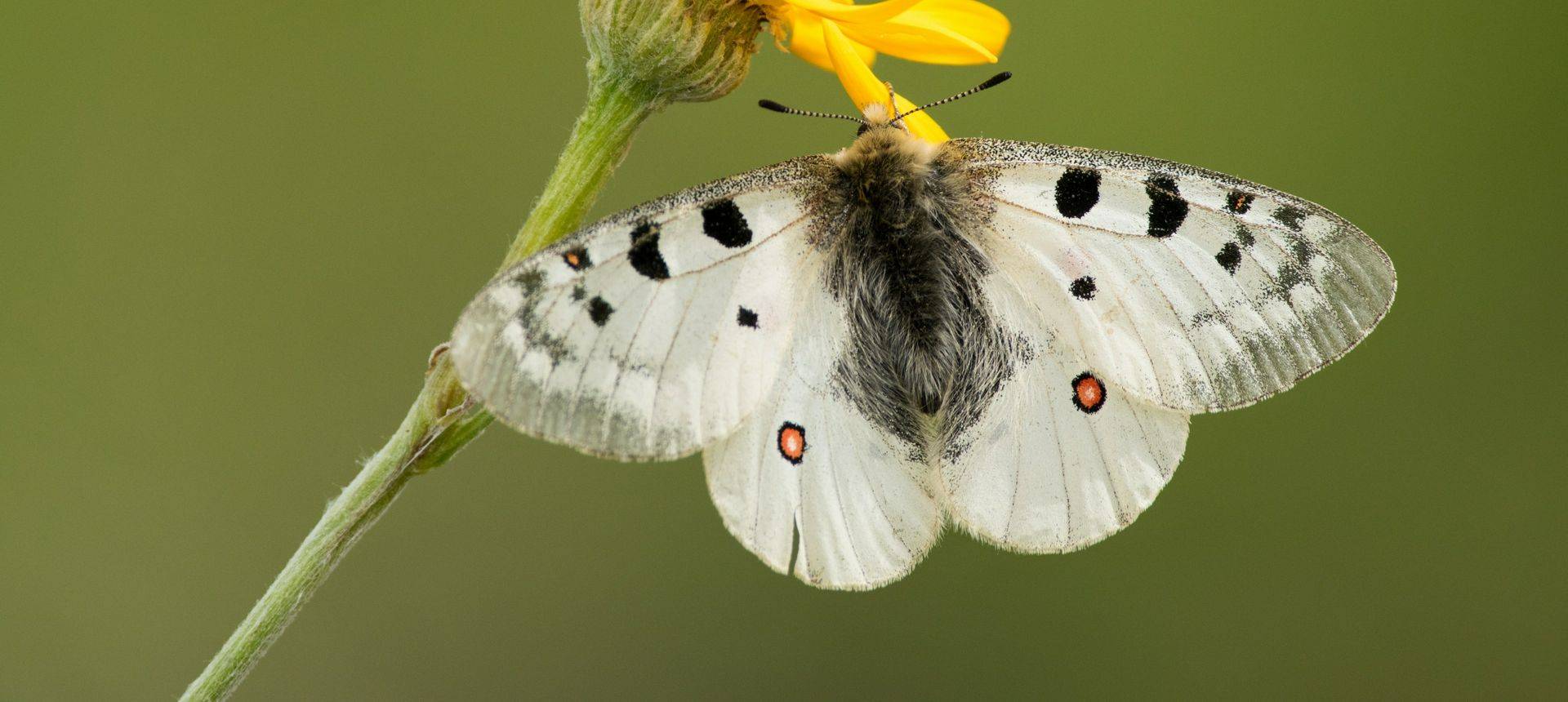 Small Apollo Shutterstock 486655075