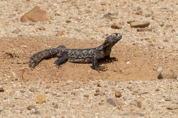 Sudan Spiny-tailed Lizard_Javi Elorriaga.jpg