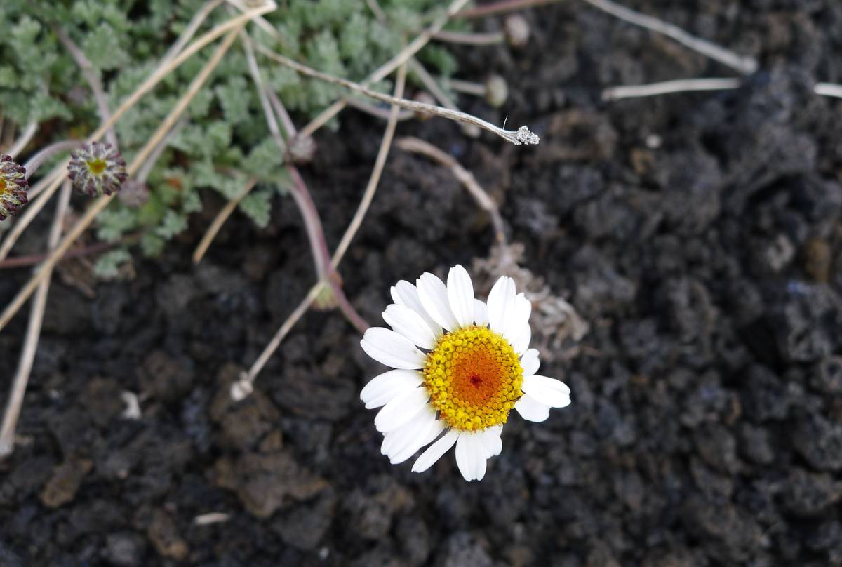 Etna Daisy on lava (Jessica Turner)