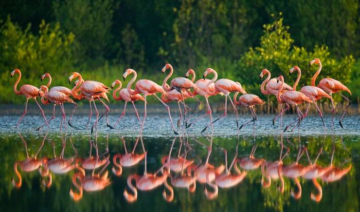 American Flamingos, Cuba shutterstock_323365436.jpg