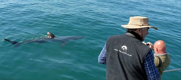 Basking Shark (Tom Brereton)