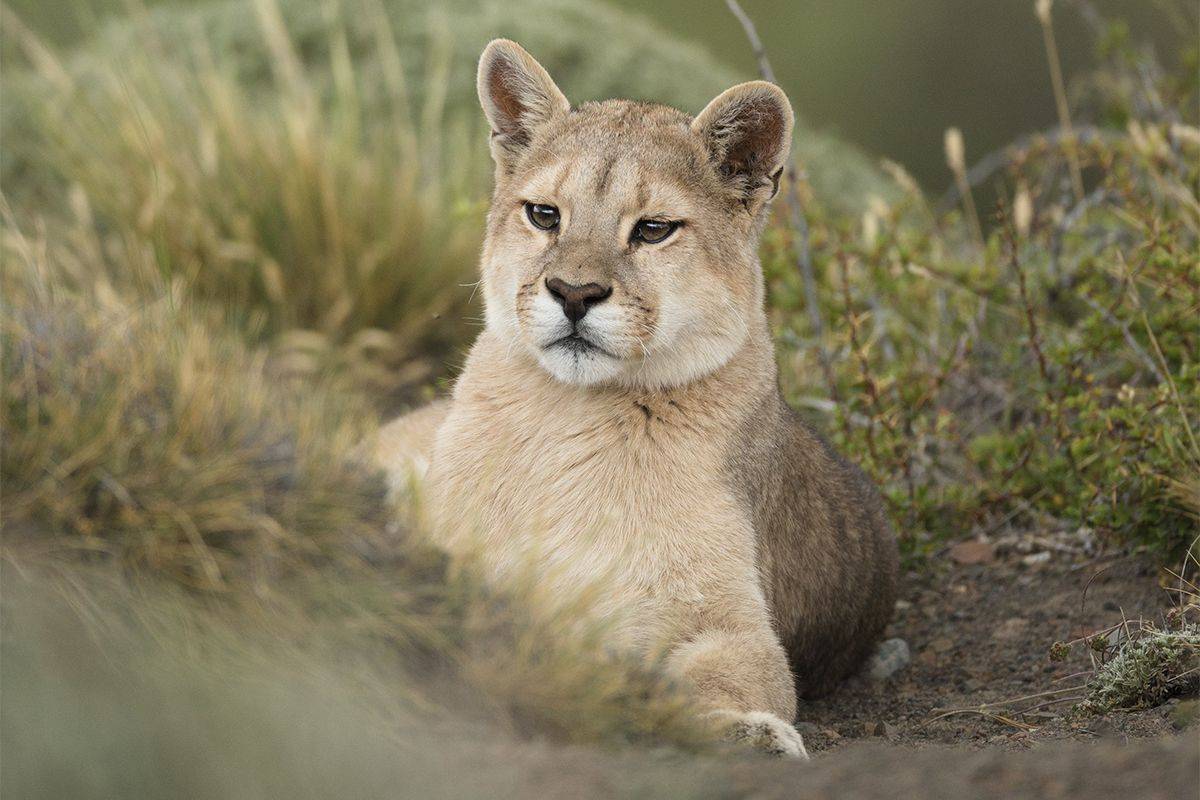 Puede soportar Enredo rodillo Chile – Just Pumas! - Naturetrek