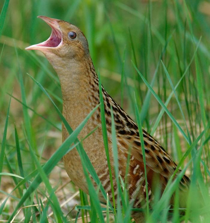 Corncrake (Ainars Aunins).jpg