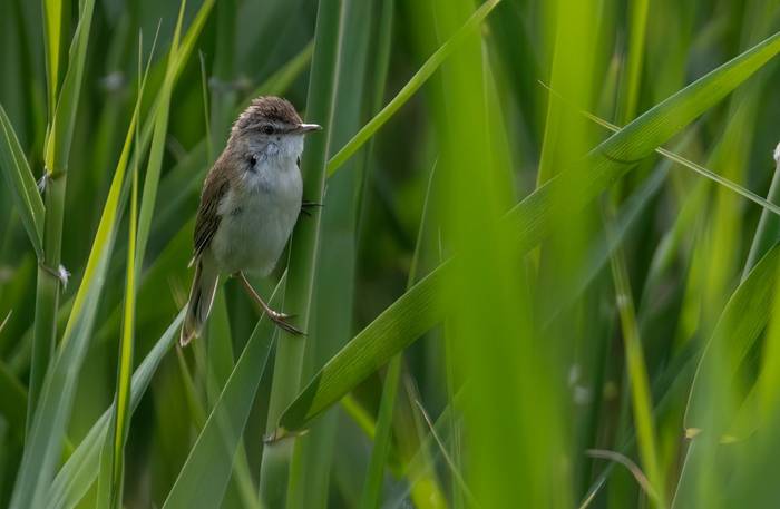 Paddyfield Warbler © Chris Griffin, May 2025