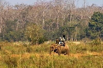 Elephant Back Safari, Chitwan