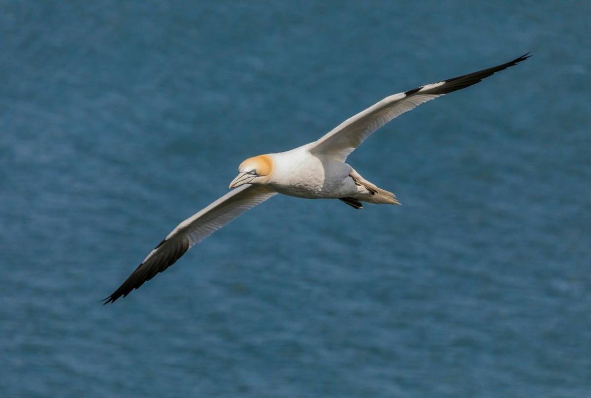 Gannet Shutterstock 1125198452