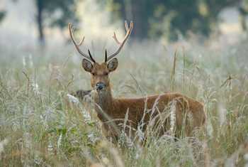 Swamp-Deer,-Kanha,-India-shutterstock_1374797510.jpg