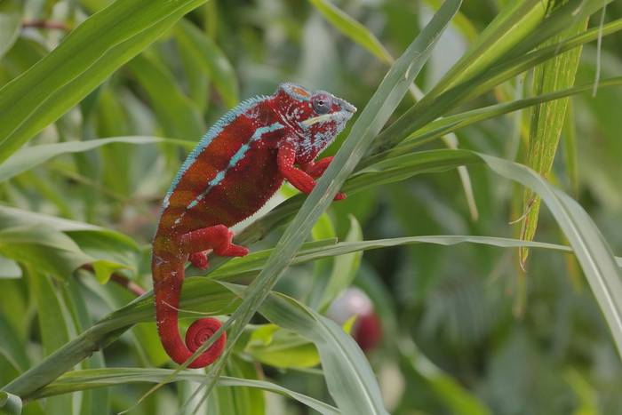 Panther Chameleon (Furcifer pardalis)  © Bobby and Laura Bok, March 2026