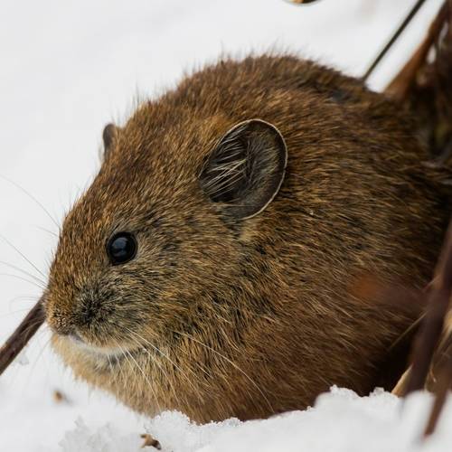 Royle's Pika 