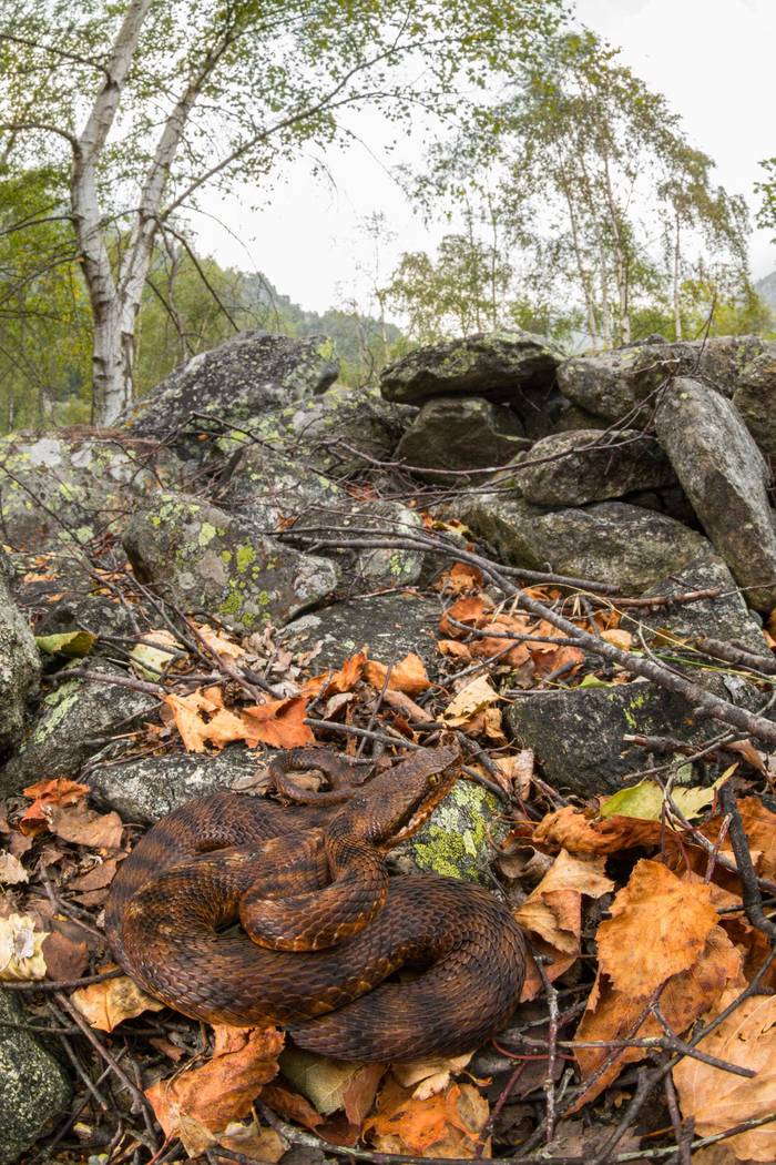 Asp Viper (Vipera aspis) © Simone Giachello