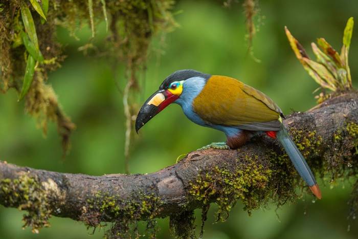 Plate-billed Mountain-Toucan