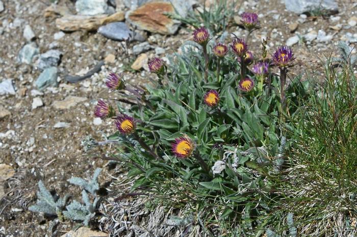 Alpine Fleabane (Erigeron alpinus)