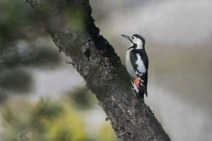 Syrian Woodpecker © Tim Melling, April 2022