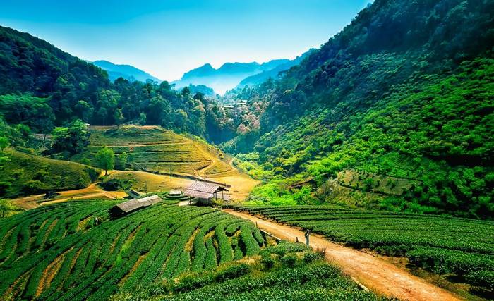 Tea plantations on Angkhang Mountain, Chiang Mai, Thailand shutterstock_194031098.jpg