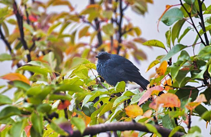 Blue Mockingbird, Benedicto Grijalva.png