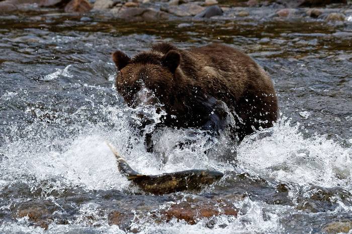 Brown Bear Fishing (Martin Potter)