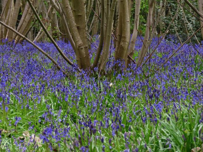 Wivenhoe Wood in spring.JPG