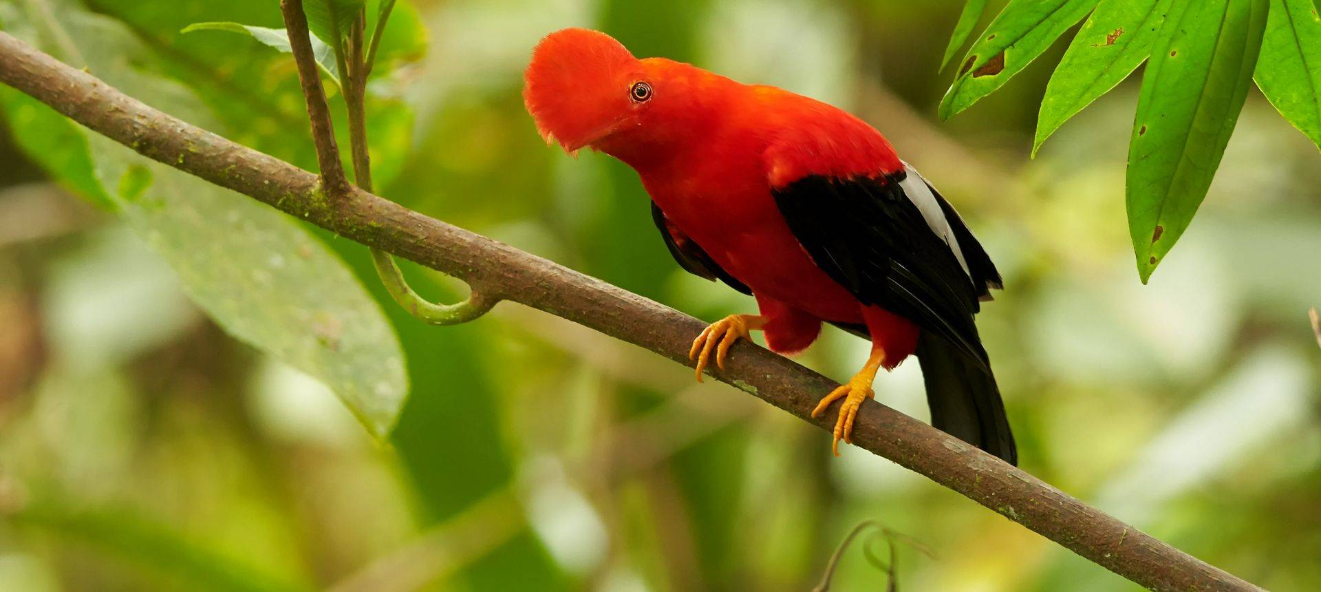 Cock Of The Rock Shutterstock 359162267
