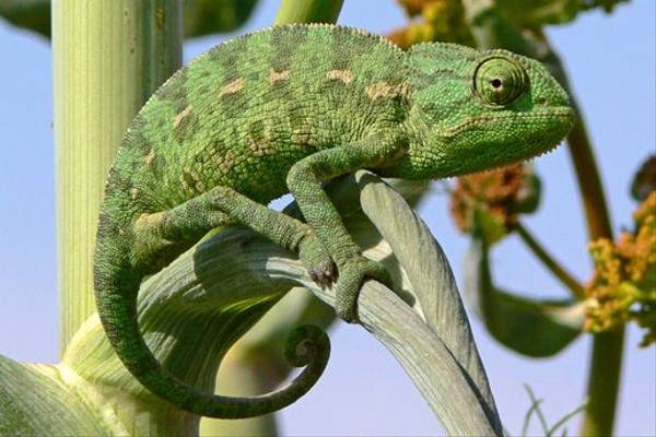 Chameleon sp. (Tim Melling)