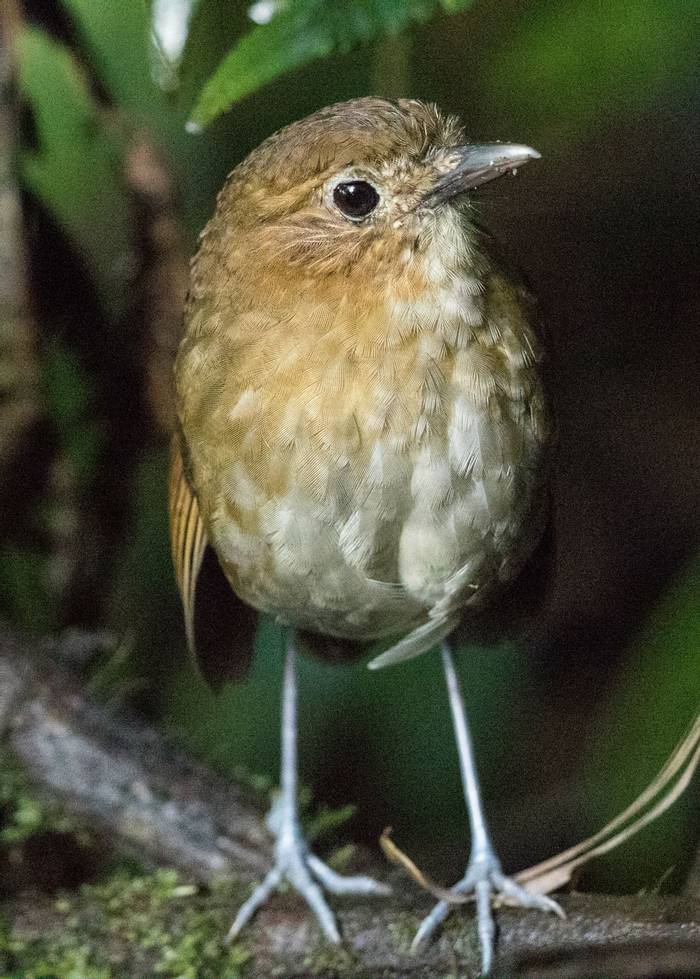 Brown-banded Antpitta by Christine Miller