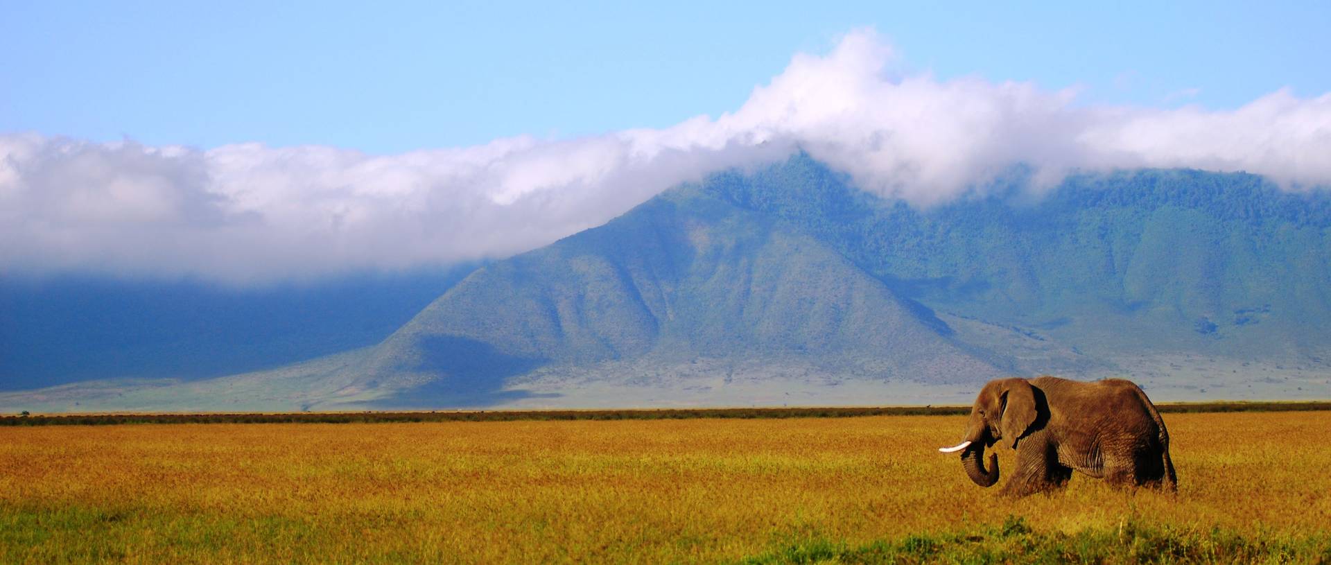 Elephant, Ngorongoro  Crater