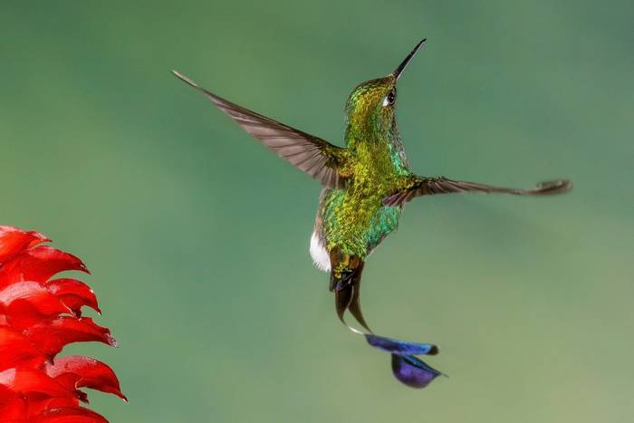 White-booted Racket-tail © Francisco Munoz