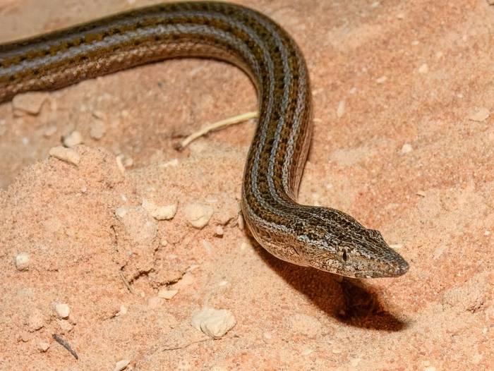 Burton's Snake-lizard (Lialis burtonis)