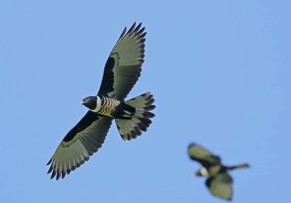 Black Baza, Cambodia shutterstock_646681723.jpg