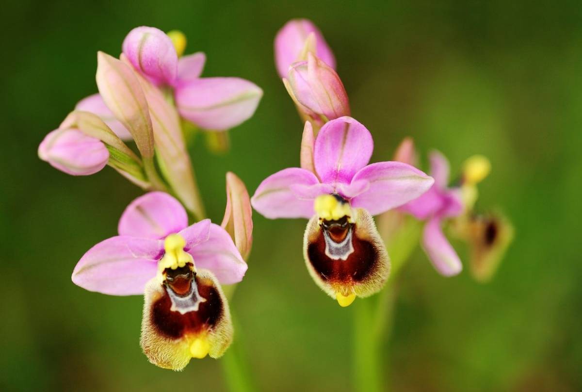 Sawfly Orchid shutterstock_1116035081.jpg