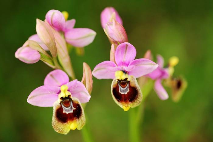 Sawfly Orchid shutterstock_1116035081.jpg