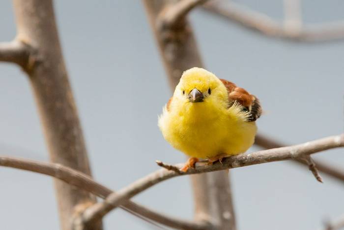 Sudan Golden Sparrow