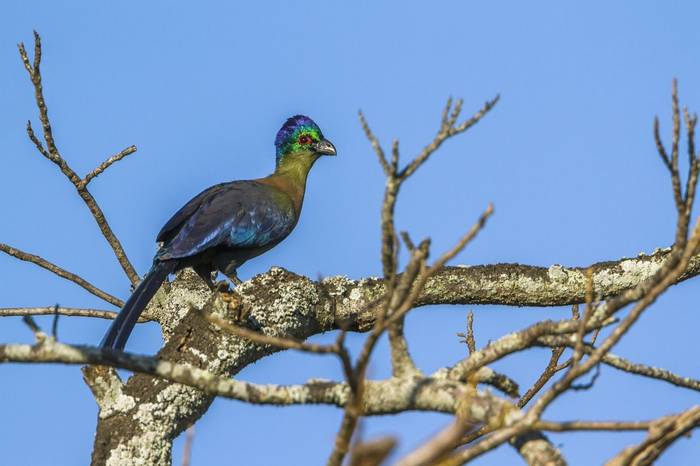 Purple Crested Turaco Shutterstock 630015992 2