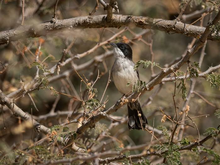 Arabian Warbler © T. Laws, February 2024 tour