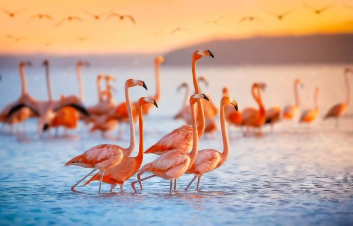 Pink flamingos in Celestun Mexico Pink flamingos in Celestun Mexico